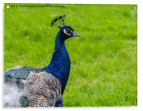 Peacock. Acrylic by Angela Aird