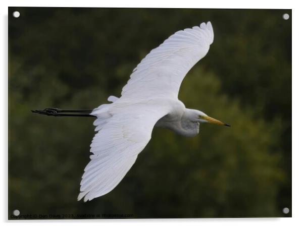 Egret inflight. Acrylic by Don Davis