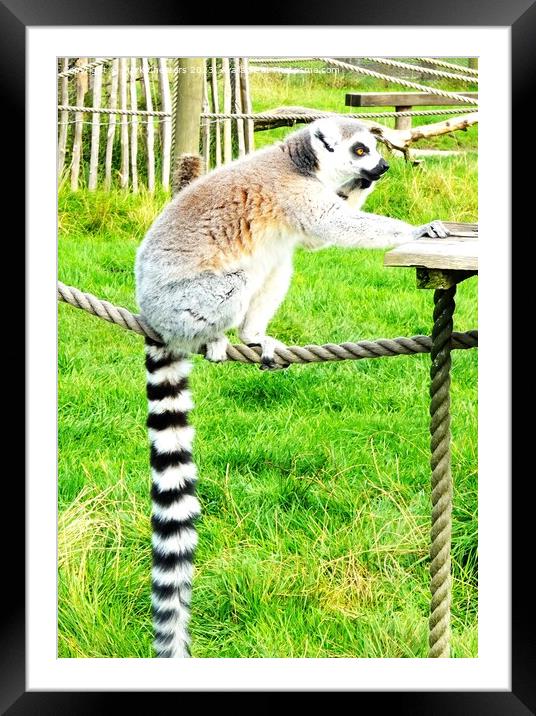 Lemur looking like it's on the phone Framed Mounted Print by Mark Chesters