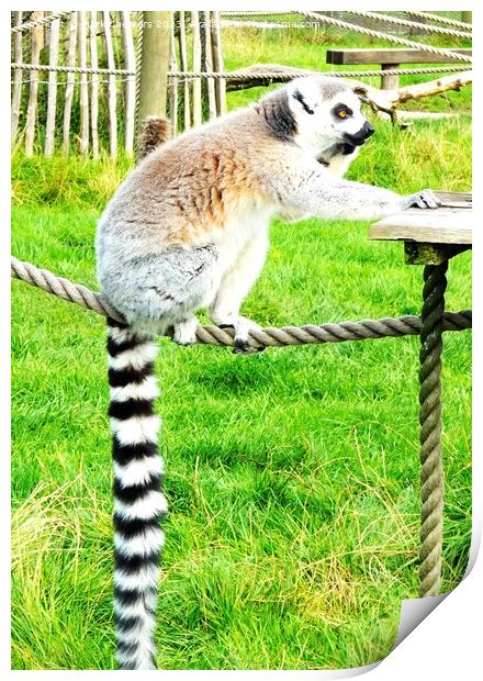 Lemur looking like it's on the phone Print by Mark Chesters