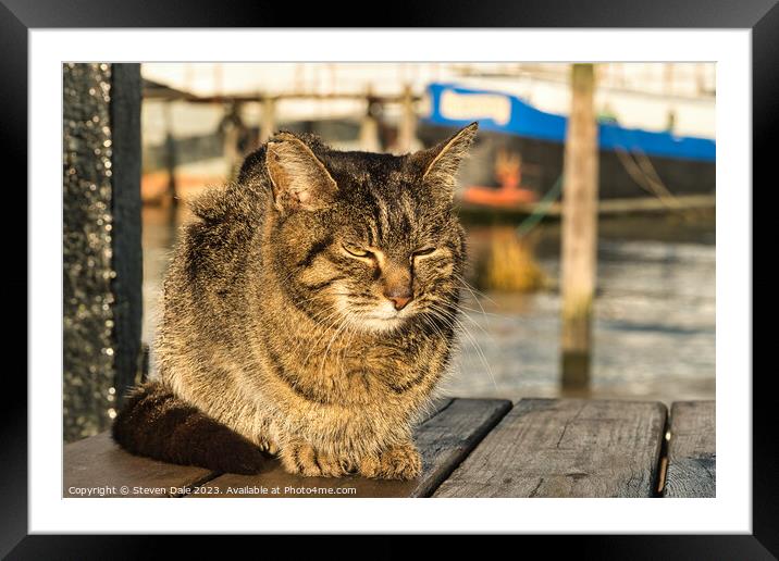 Sun-Kissed Felidae at Pin Mill Framed Mounted Print by Steven Dale