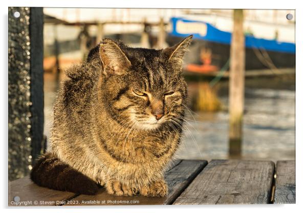 Sun-Kissed Felidae at Pin Mill Acrylic by Steven Dale