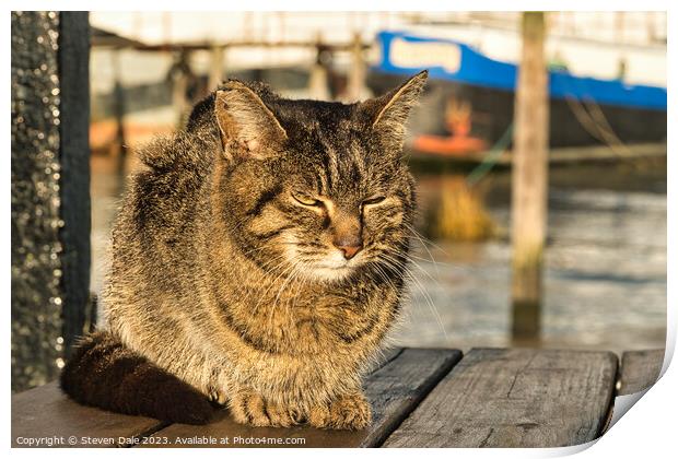 Sun-Kissed Felidae at Pin Mill Print by Steven Dale