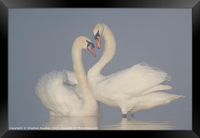 Swans on a misty lake Framed Print by Stephen Noulton