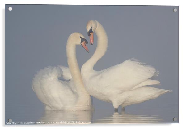 Swans on a misty lake Acrylic by Stephen Noulton