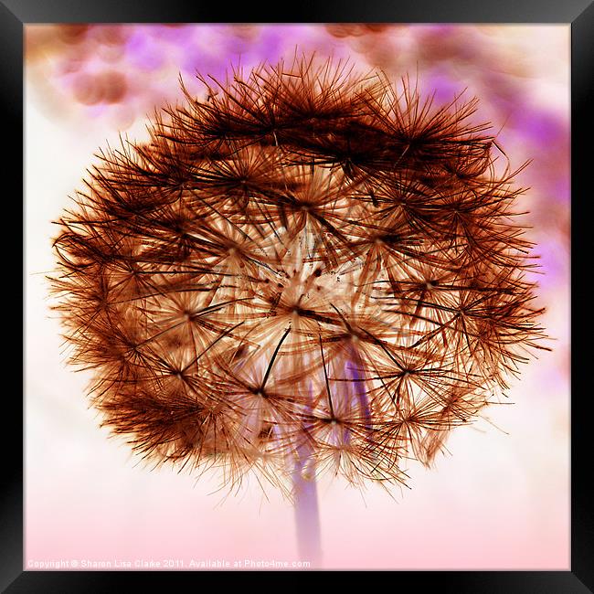 Negative Dandelion Framed Print by Sharon Lisa Clarke