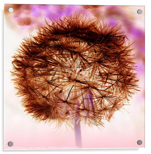 Negative Dandelion Acrylic by Sharon Lisa Clarke