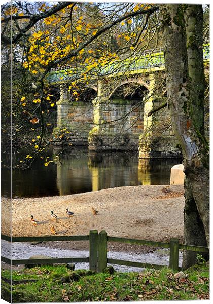 Ducks By The Riverside Canvas Print by Jason Connolly