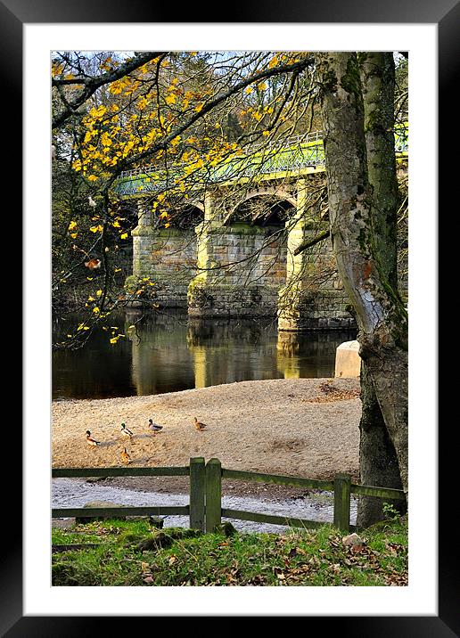 Ducks By The Riverside Framed Mounted Print by Jason Connolly