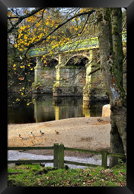 Ducks By The Riverside Framed Print by Jason Connolly
