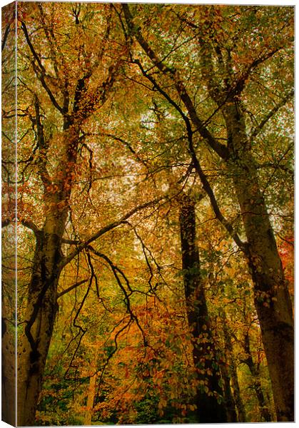 Abstract Trees Canvas Print by Jacqi Elmslie