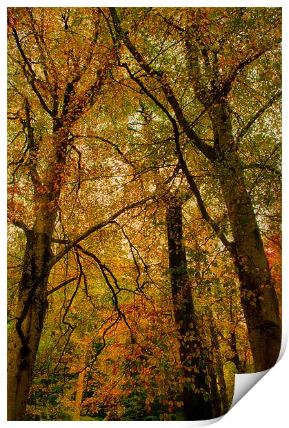 Abstract Trees Print by Jacqi Elmslie