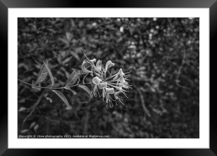 Honeysuckle Beauty - (Black and White.) Framed Mounted Print by 28sw photography
