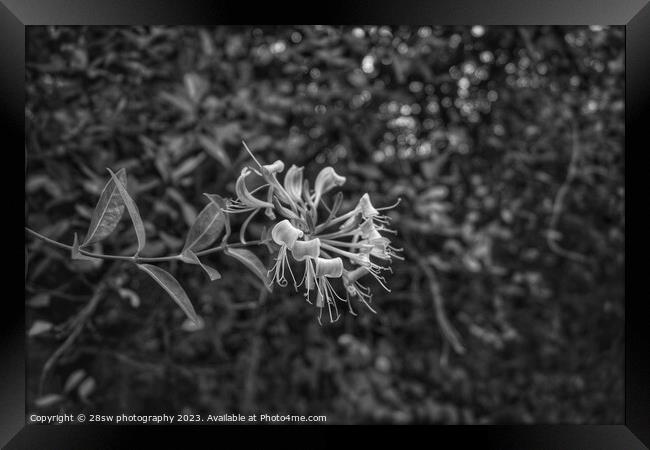 Honeysuckle Beauty - (Black and White.) Framed Print by 28sw photography