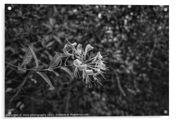Honeysuckle Beauty - (Black and White.) Acrylic by 28sw photography