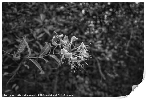 Honeysuckle Beauty - (Black and White.) Print by 28sw photography