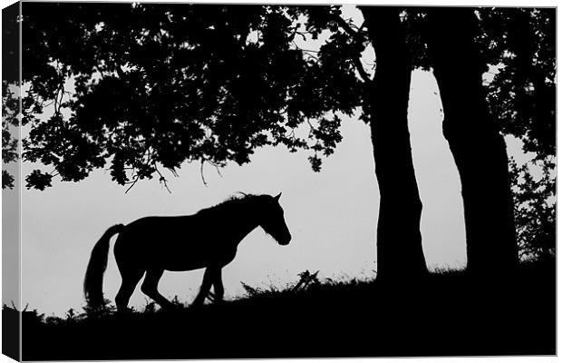 Horse Silhouette Canvas Print by Simon Barclay