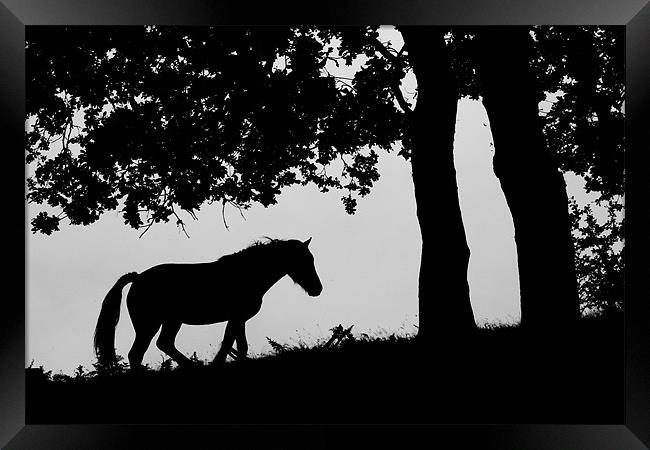 Horse Silhouette Framed Print by Simon Barclay