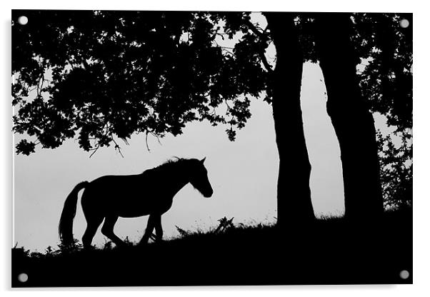 Horse Silhouette Acrylic by Simon Barclay