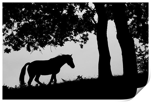 Horse Silhouette Print by Simon Barclay