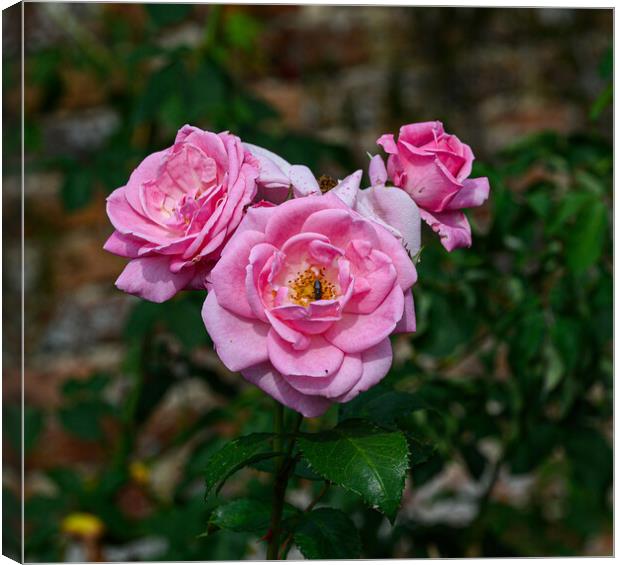 An English Rose Canvas Print by Rob Lucas