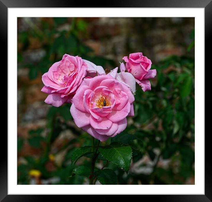 An English Rose Framed Mounted Print by Rob Lucas