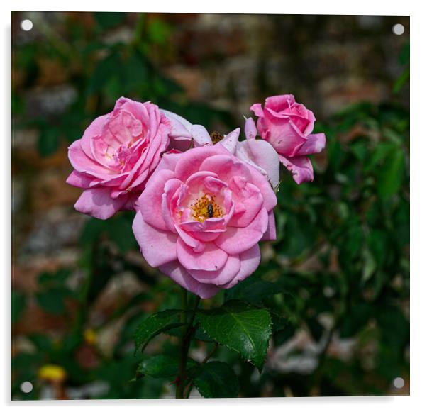 An English Rose Acrylic by Rob Lucas