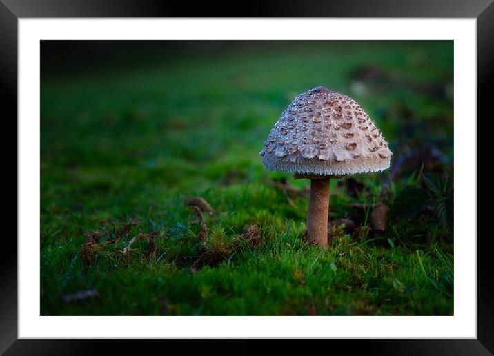 Mushroom Framed Mounted Print by Mark Harrop