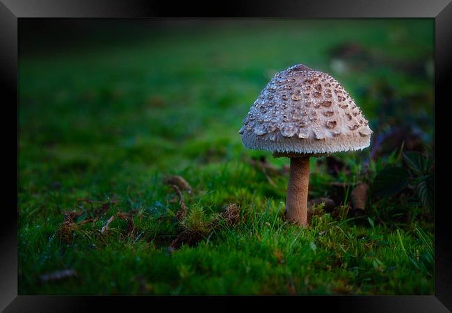 Mushroom Framed Print by Mark Harrop