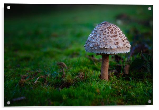 Mushroom Acrylic by Mark Harrop