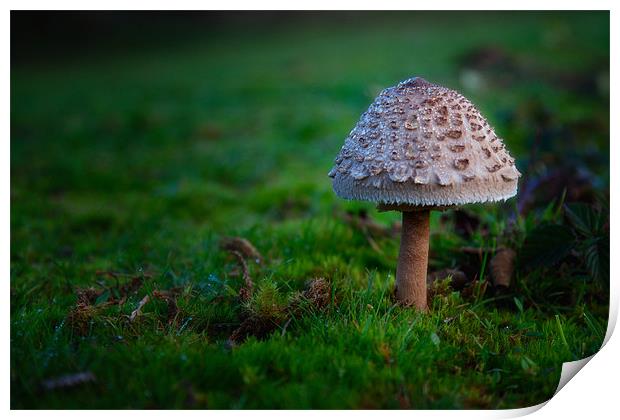 Mushroom Print by Mark Harrop