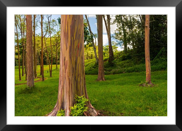 Group of rainbow eucalyptus trees in Keahua Arboretum Framed Mounted Print by Steve Heap