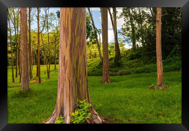 Group of rainbow eucalyptus trees in Keahua Arboretum Framed Print by Steve Heap