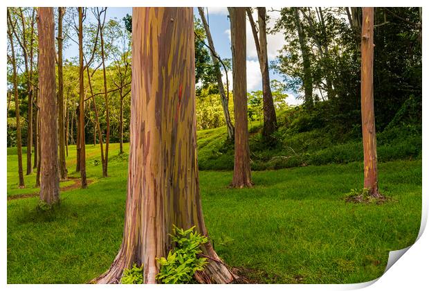 Group of rainbow eucalyptus trees in Keahua Arboretum Print by Steve Heap