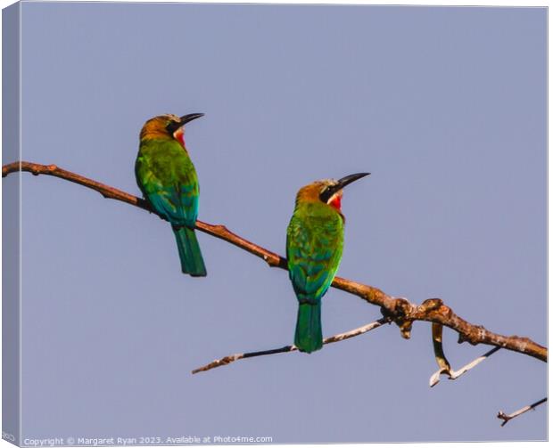White-fronted Bee-eaters Canvas Print by Margaret Ryan