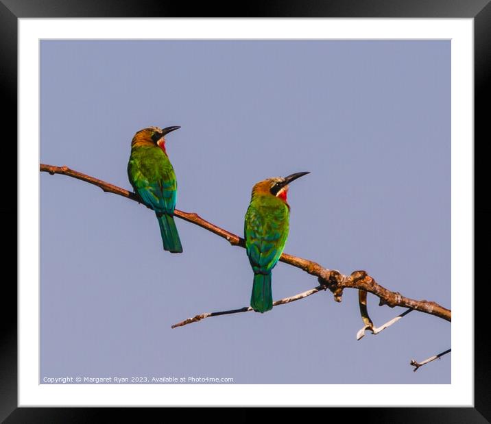 White-fronted Bee-eaters Framed Mounted Print by Margaret Ryan