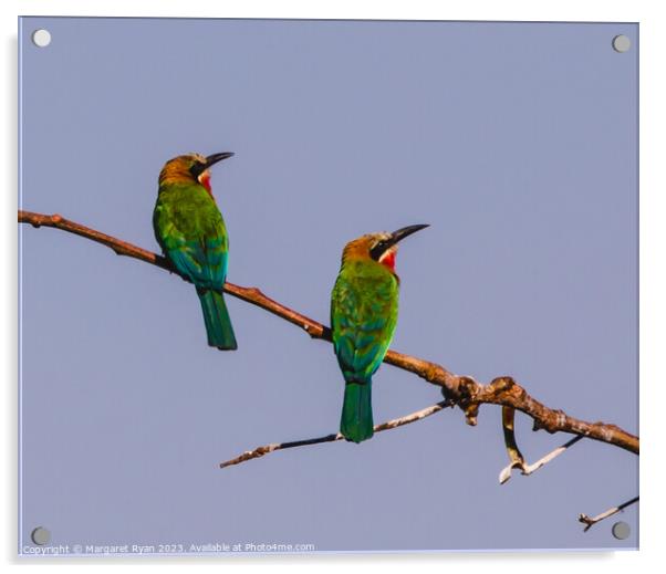 White-fronted Bee-eaters Acrylic by Margaret Ryan
