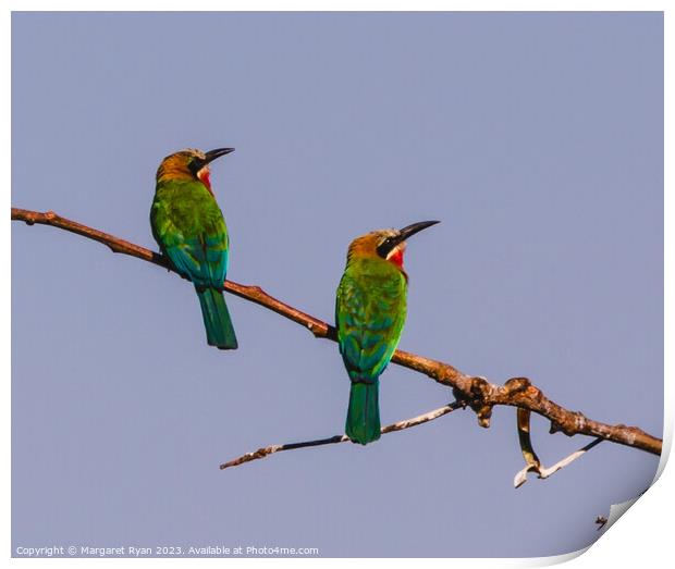 White-fronted Bee-eaters Print by Margaret Ryan