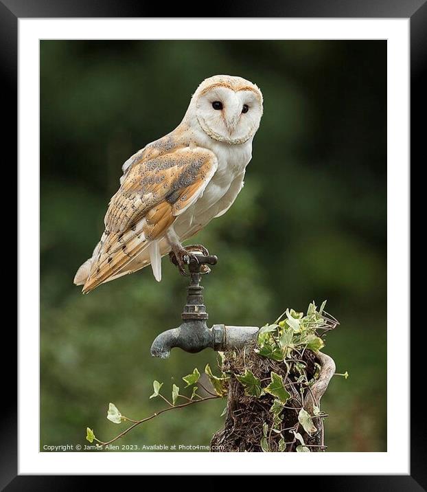 Barn Owl- White Lady Barn Owl  Framed Mounted Print by James Allen