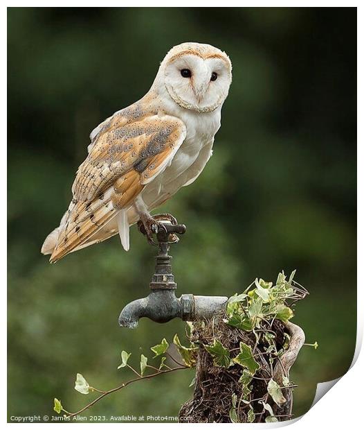 Barn Owl- White Lady Barn Owl  Print by James Allen