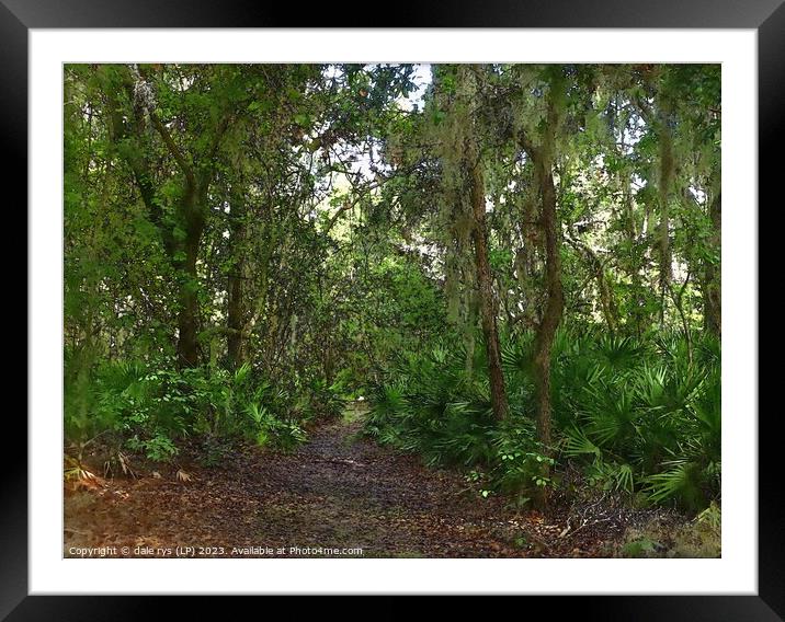 Forest's Solitary Sentinel FLORIDA SWAP JUNGLE gre Framed Mounted Print by dale rys (LP)
