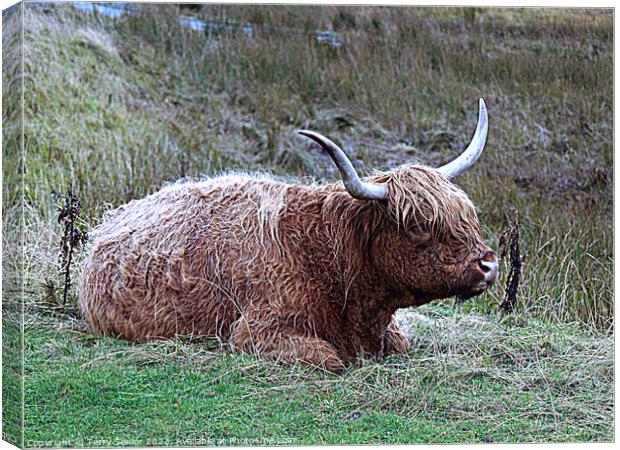 Highland Cattle from the Isle of Skye Canvas Print by Terry Senior