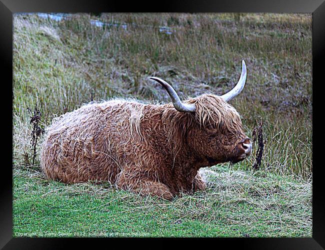 Highland Cattle from the Isle of Skye Framed Print by Terry Senior