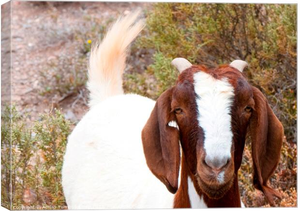Inquisitive Boer goat Canvas Print by Adrian Turnbull-Kemp