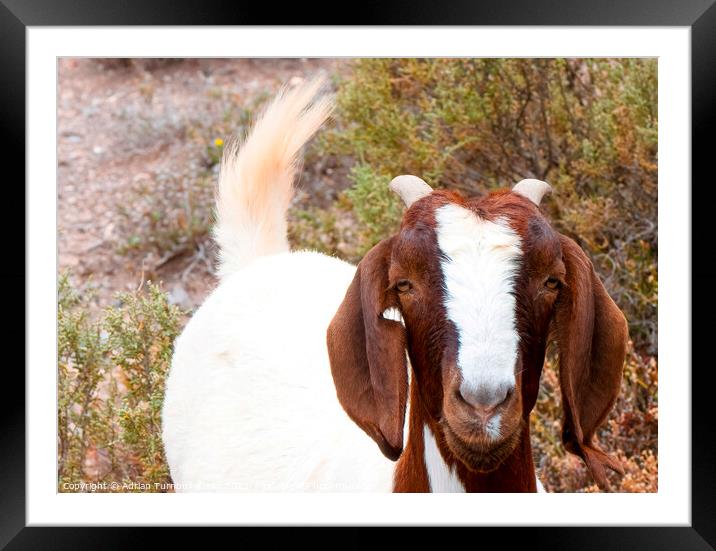 Inquisitive Boer goat Framed Mounted Print by Adrian Turnbull-Kemp