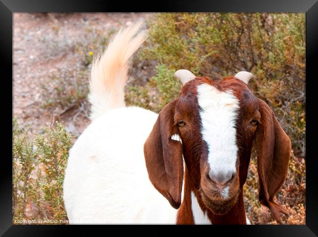 Inquisitive Boer goat Framed Print by Adrian Turnbull-Kemp