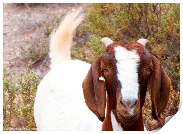 Inquisitive Boer goat Print by Adrian Turnbull-Kemp