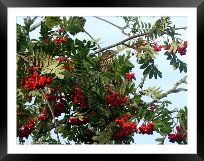 Mistle thrush with a feast of Rowan Berries Framed Mounted Print by Phil Banks