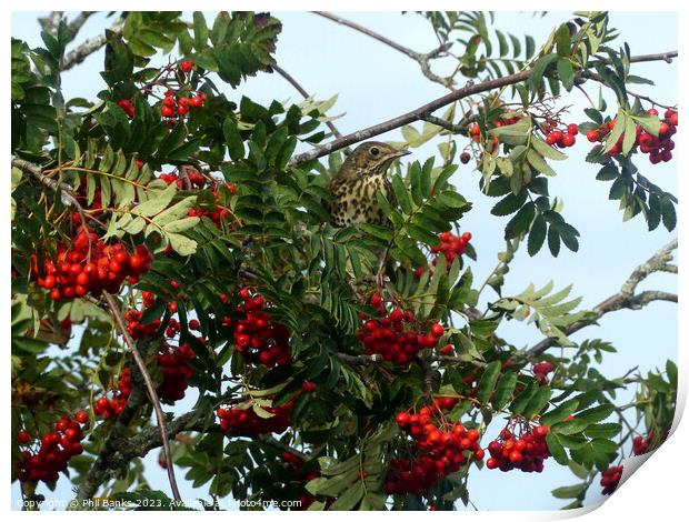Mistle thrush with a feast of Rowan Berries Print by Phil Banks