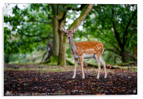 Fallow Deer Acrylic by Nigel Wilkins